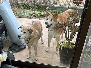 写真:愛犬