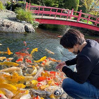 鯉の餌やり