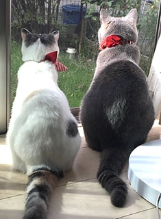 窓の外を眺める2匹の猫