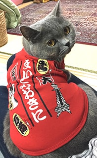 赤い服を着たグレーの猫