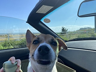 オープンカーと笑顔の犬